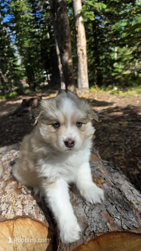 Icy – Pomsky puppy for sale in Henderson, CO