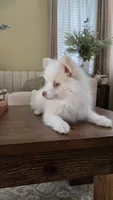 Polo, a male Pomsky for sale in Henderson, CO – 2 of 5