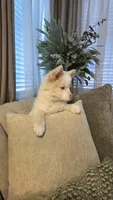 Sweetie , a female Pomsky for sale in Henderson, CO – 7 of 7
