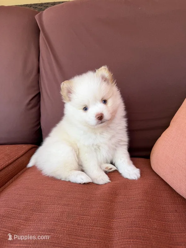 Polo – Pomsky puppy for sale in Henderson, CO