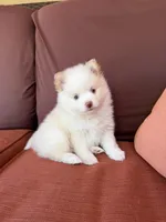Polo, a male Pomsky for sale in Henderson, CO – 6 of 10