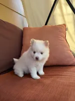 Polo, a male Pomsky for sale in Henderson, CO – 4 of 10