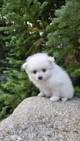 Biscuit, a male Pomeranian for sale in Henderson, CO – 6 of 7