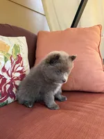 Chaska, a female Pomsky for sale in Henderson, CO – 3 of 7