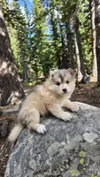 Gracie, a female Pomsky for sale in Henderson, CO – 4 of 6