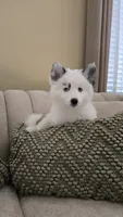 Iris, a female Pomsky for sale in Henderson, CO – 1 of 4