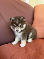 Hazel, a female Pomsky for sale in Henderson, CO – 8 of 8