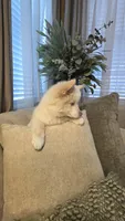 Sweetie , a female Pomsky for sale in Henderson, CO – 3 of 7