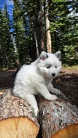 Iris, a female Pomsky for sale in Henderson, CO – 4 of 6