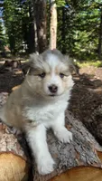 Icy, a female Pomsky for sale in Henderson, CO – 6 of 6
