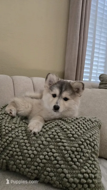 Gracie – Pomsky puppy for sale in Henderson, CO