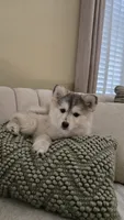 Gracie, a female Pomsky for sale in Henderson, CO – 1 of 5