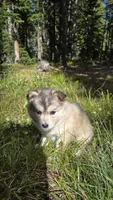 Gracie, a female Pomsky for sale in Henderson, CO – 2 of 6