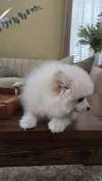 Biscuit, a male Pomeranian for sale in Henderson, CO – 2 of 6