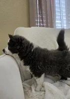 Crumbl, a female Pomsky for sale in Henderson, CO – Photo 3 of 10