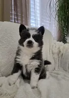 Crumbl, a female Pomsky for sale in Henderson, CO – Photo 5 of 10