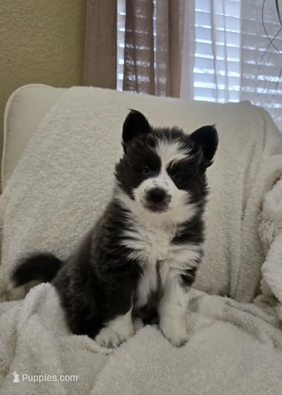 Crumbl – Pomsky puppy for sale in Henderson, CO