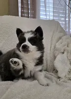 Crumbl, a female Pomsky for sale in Henderson, CO – Photo 2 of 10