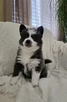 Crumbl, a female Pomsky for sale in Henderson, CO – Photo 7 of 10