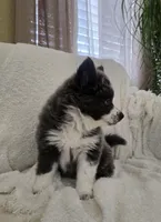 Crumbl, a female Pomsky for sale in Henderson, CO – Photo 9 of 10