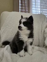 Crumbl, a female Pomsky for sale in Henderson, CO – Photo 8 of 10
