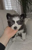 Crumbl, a female Pomsky for sale in Henderson, CO – Photo 4 of 10