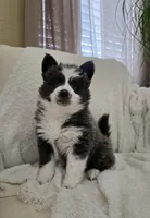 Crumbl, a female Pomsky for sale in Henderson, CO – Photo 6 of 10