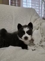 Crumbl, a female Pomsky for sale in Henderson, CO – Photo 10 of 10
