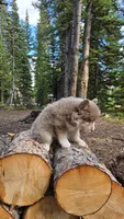 Baxter, a male Pomsky for sale in Henderson, CO – 6 of 6