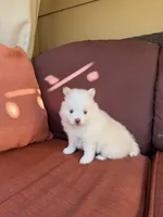 Polo, a male Pomsky for sale in Henderson, CO – 3 of 10