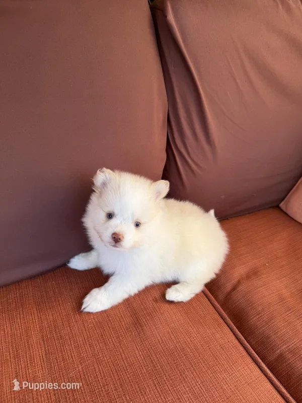 Polo – Pomsky puppy for sale in Henderson, CO