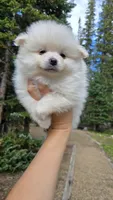 Biscuit, a male Pomeranian for sale in Henderson, CO – 3 of 7