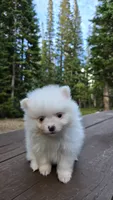 Vail, a male Pomeranian for sale in Henderson, CO – 3 of 6