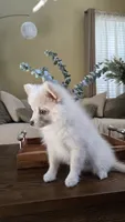 Oscar, a male Pomsky for sale in Henderson, CO – 5 of 7