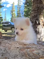 Oscar, a male Pomsky for sale in Henderson, CO – 5 of 8