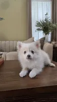 Oscar, a male Pomsky for sale in Henderson, CO – 7 of 7