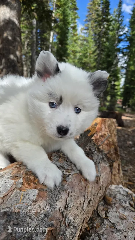 Iris – Pomsky puppy for sale in Henderson, CO