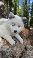 Iris, a female Pomsky for sale in Henderson, CO – 1 of 6