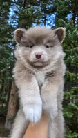 Baxter, a male Pomsky for sale in Henderson, CO – 1 of 6