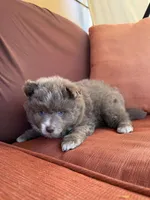 Bon Bon , a male Pomsky for sale in Henderson, CO – 6 of 7