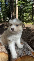 Icy, a female Pomsky for sale in Henderson, CO – 2 of 6