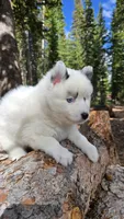 Iris, a female Pomsky for sale in Henderson, CO – 6 of 6