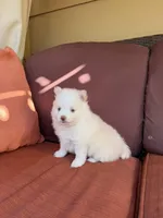 Polo, a male Pomsky for sale in Henderson, CO – 5 of 10