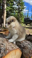Icy, a female Pomsky for sale in Henderson, CO – 3 of 6