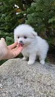 Biscuit, a male Pomeranian for sale in Henderson, CO – 4 of 7