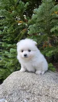 Biscuit, a male Pomeranian for sale in Henderson, CO – 5 of 7