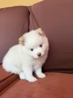 Polo, a male Pomsky for sale in Henderson, CO – 10 of 10