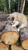 Icy, a female Pomsky for sale in Henderson, CO – 5 of 6