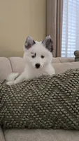 Iris, a female Pomsky for sale in Henderson, CO – 3 of 4