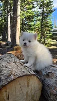 Oscar, a male Pomsky for sale in Henderson, CO – 2 of 8
